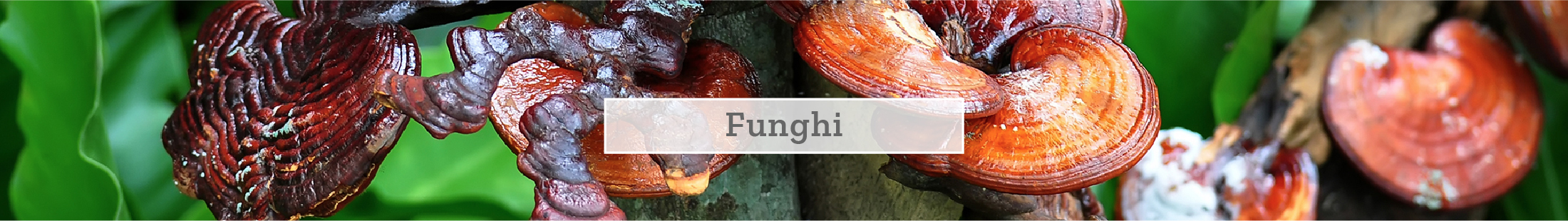 Funghi. Funghi.