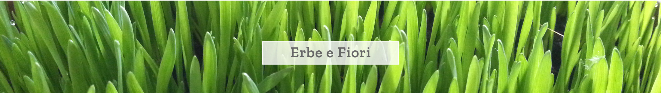 Erbe e fiori Erbe e fiori
