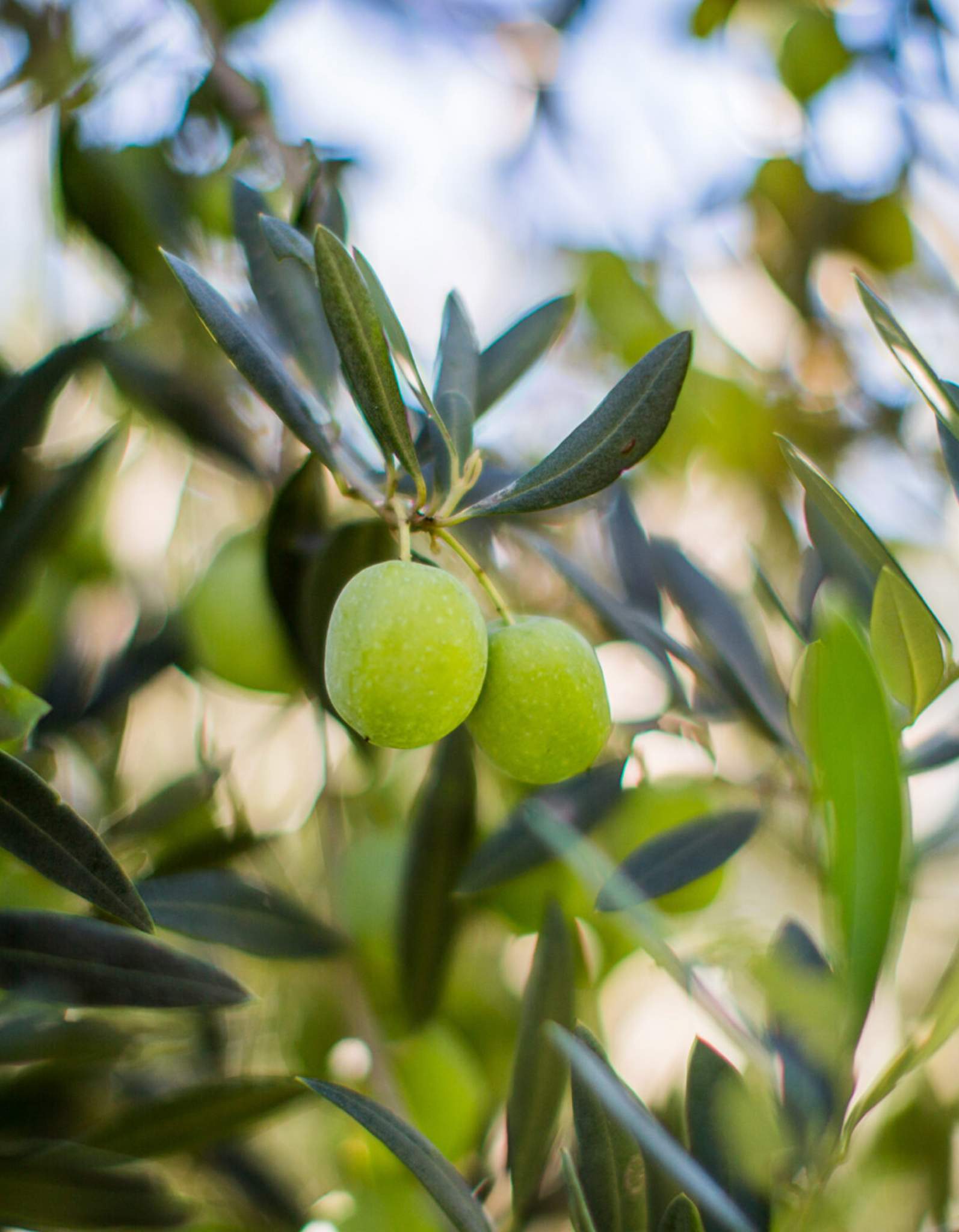 Olive Nocellara biologiche e Dop, dal cuore del Mediterraneo